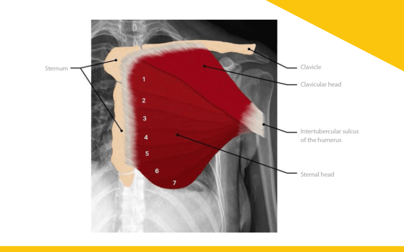 1. Evaluacion lesiones pectoral mayor ecografia tempo formacion.png